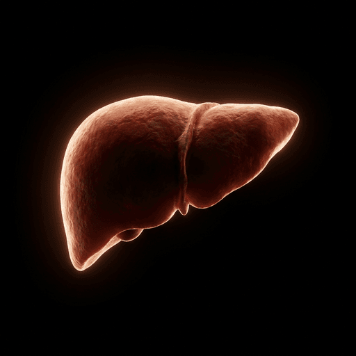 Liver